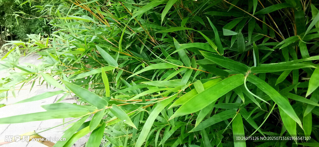 翠绿竹林