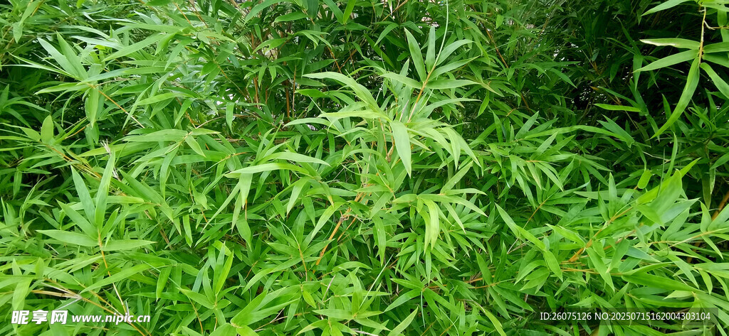 翠绿繁茂的竹叶