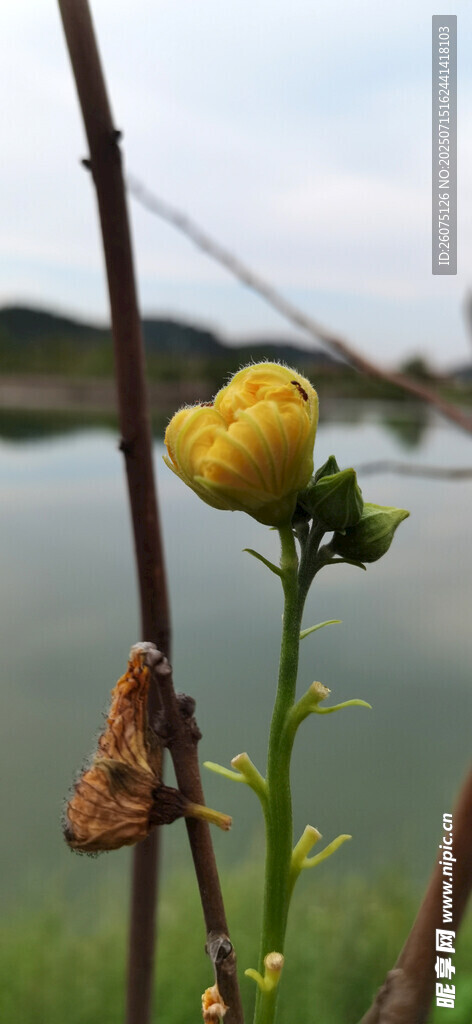 水边绽放的黄色小花