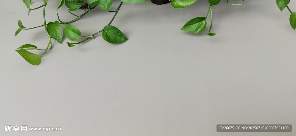 翠绿藤蔓灰色背景清新画面
