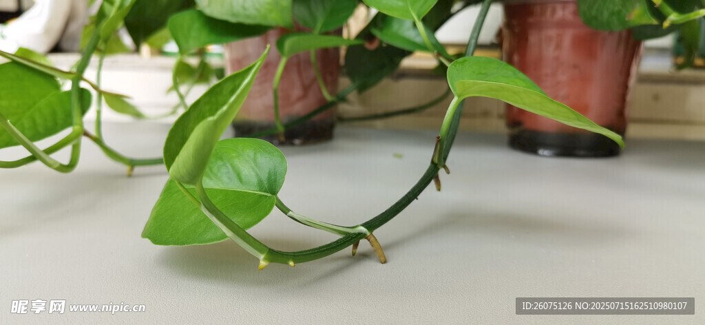 翠绿绿萝藤蔓自然垂落