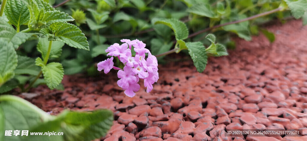 紫色小花绽放于绿植间