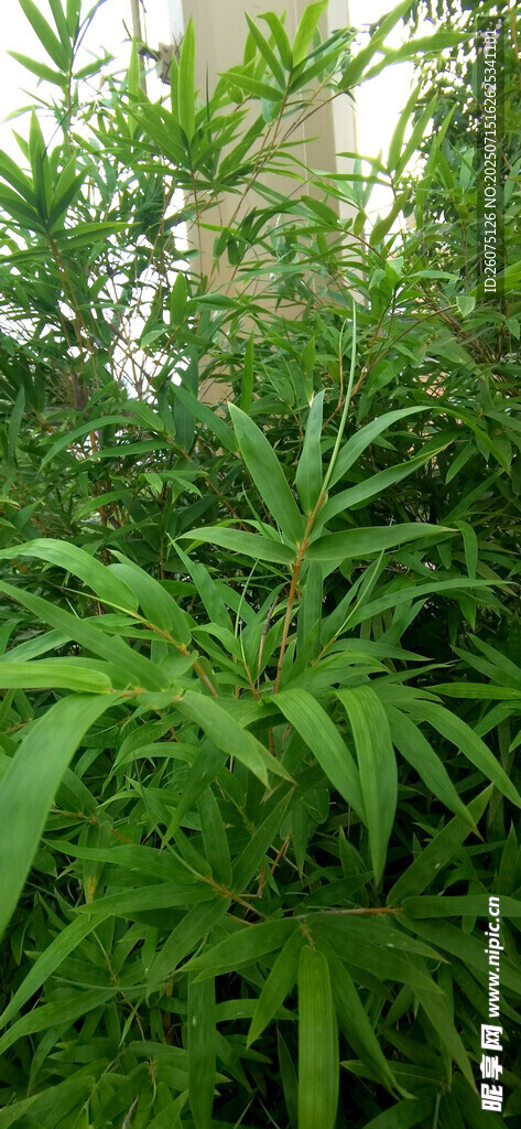 翠绿植物