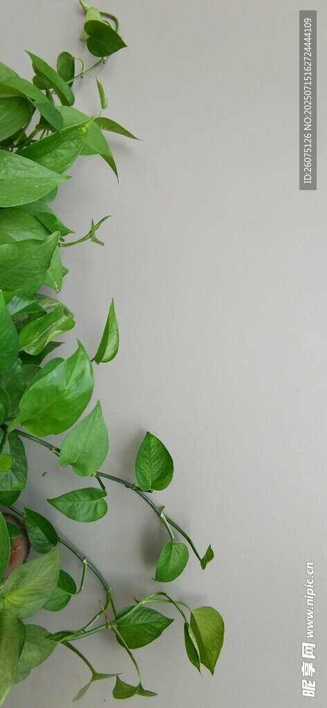 翠绿藤蔓植物特写