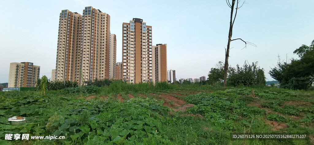 高楼矗立在绿意盎然之地