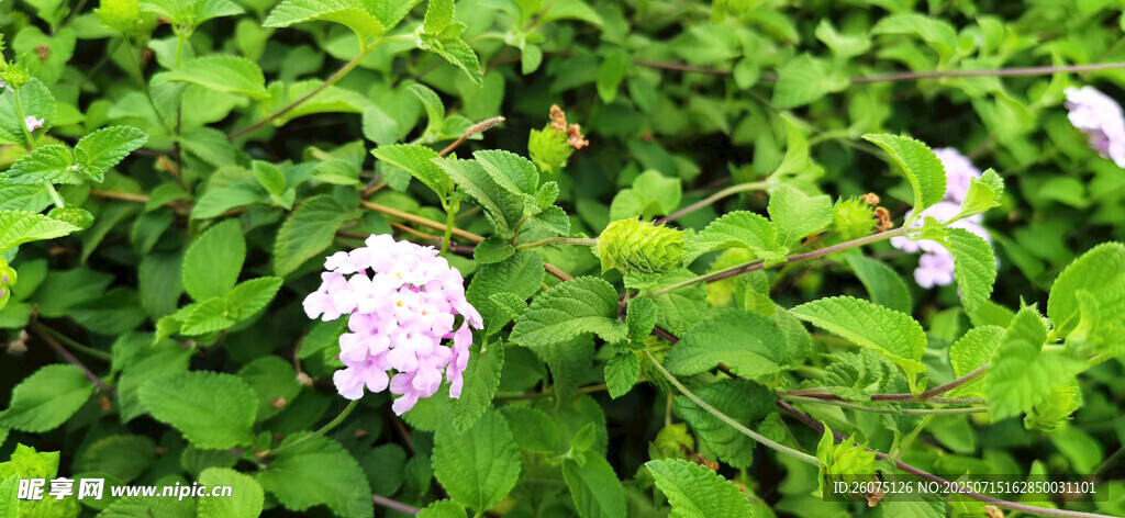 绿叶丛中的淡紫色绣球花