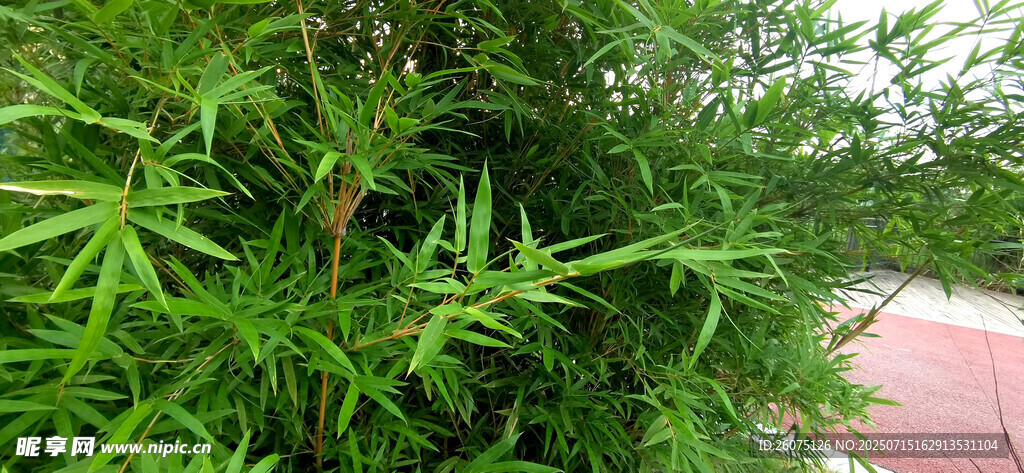 翠绿竹叶