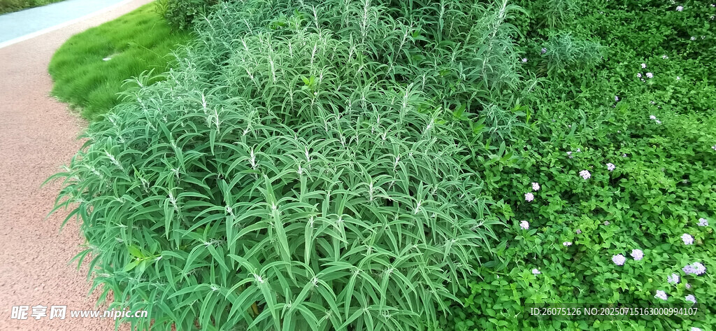翠绿草丛中的自然景致
