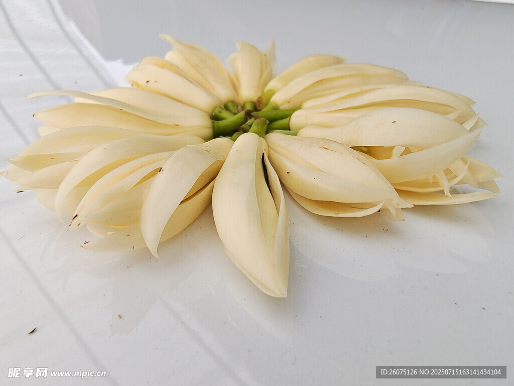 白色黄桷兰花朵特写