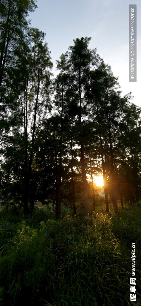 林间日落美景