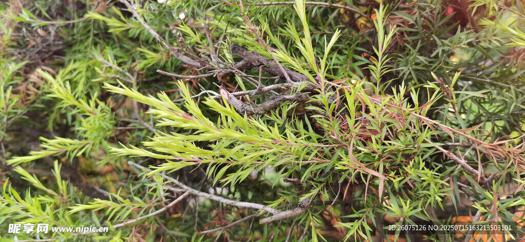 翠绿繁茂的植物枝叶