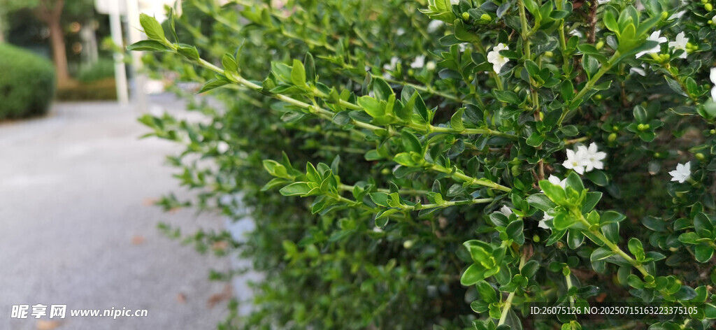 路边繁茂的绿植与白花