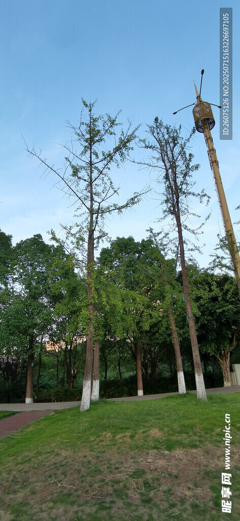 户外高耸木杆与绿植景观