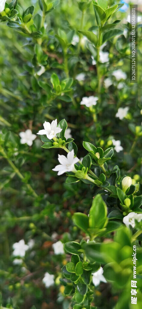 清新白色小花绽放绿意间