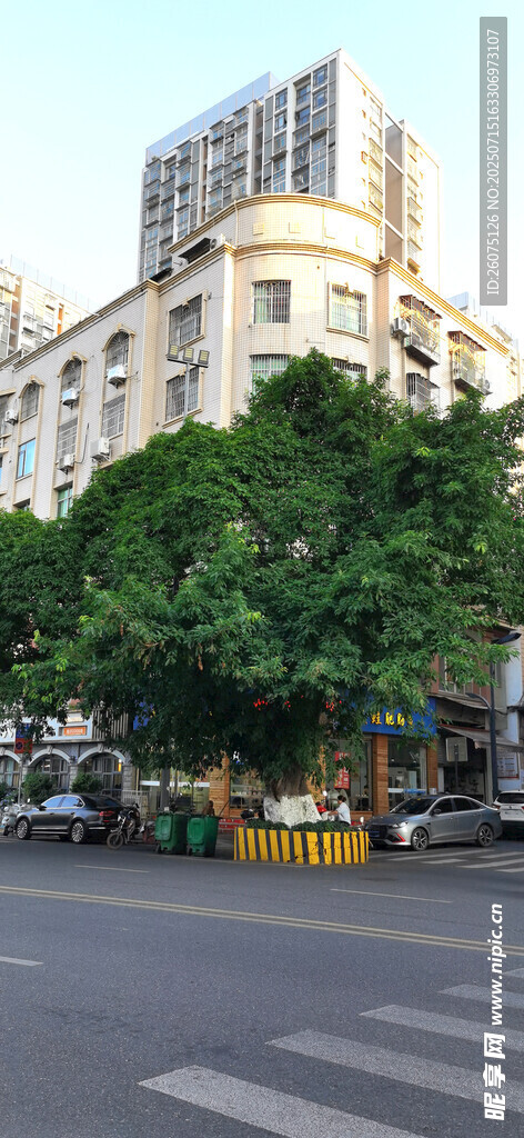 城市街道旁的建筑与大黄桷树