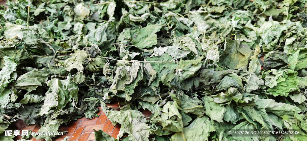 竹编簸箕里晾晒的桑叶