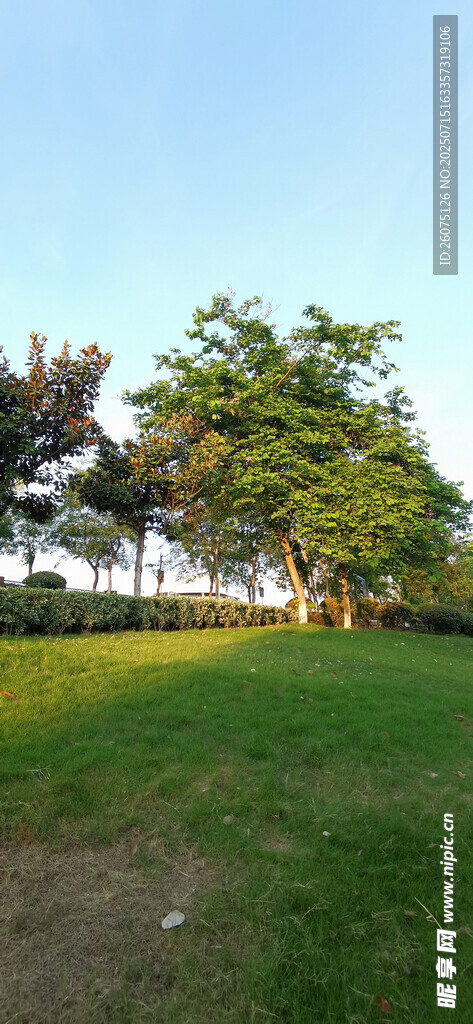 阳光照耀下的绿意草地
