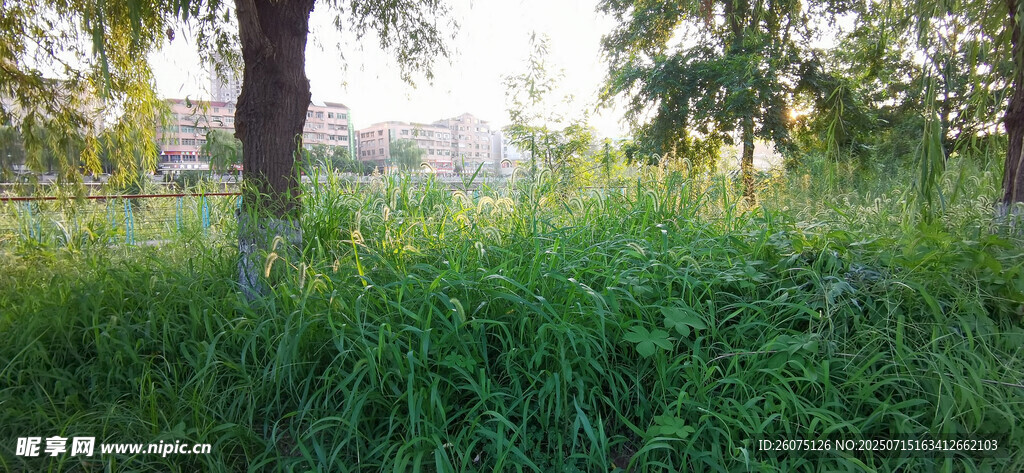 绿意盎然的林间草地