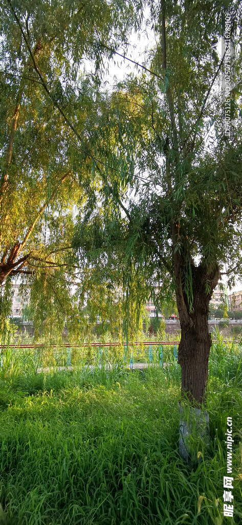 绿意盎然的林间草地