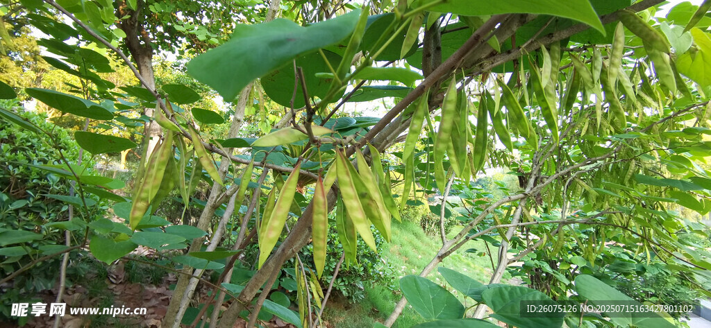 繁茂洋槐的豆荚