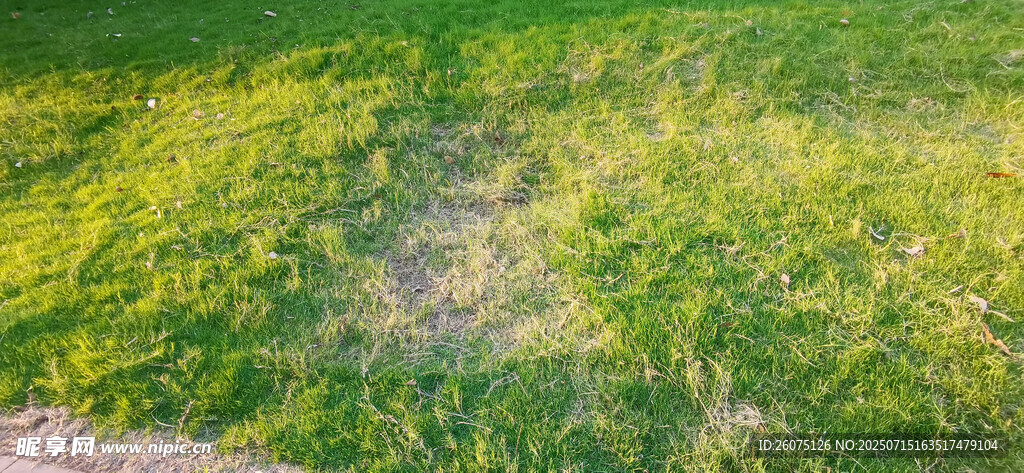 绿意盎然的草地小径