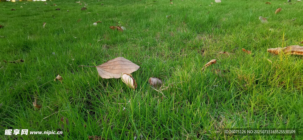 草地上的枯叶