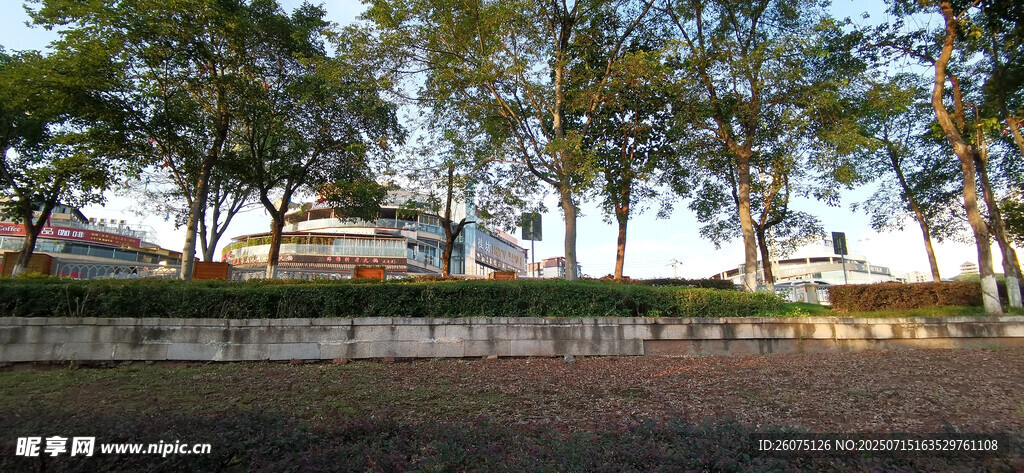 公园林荫风景