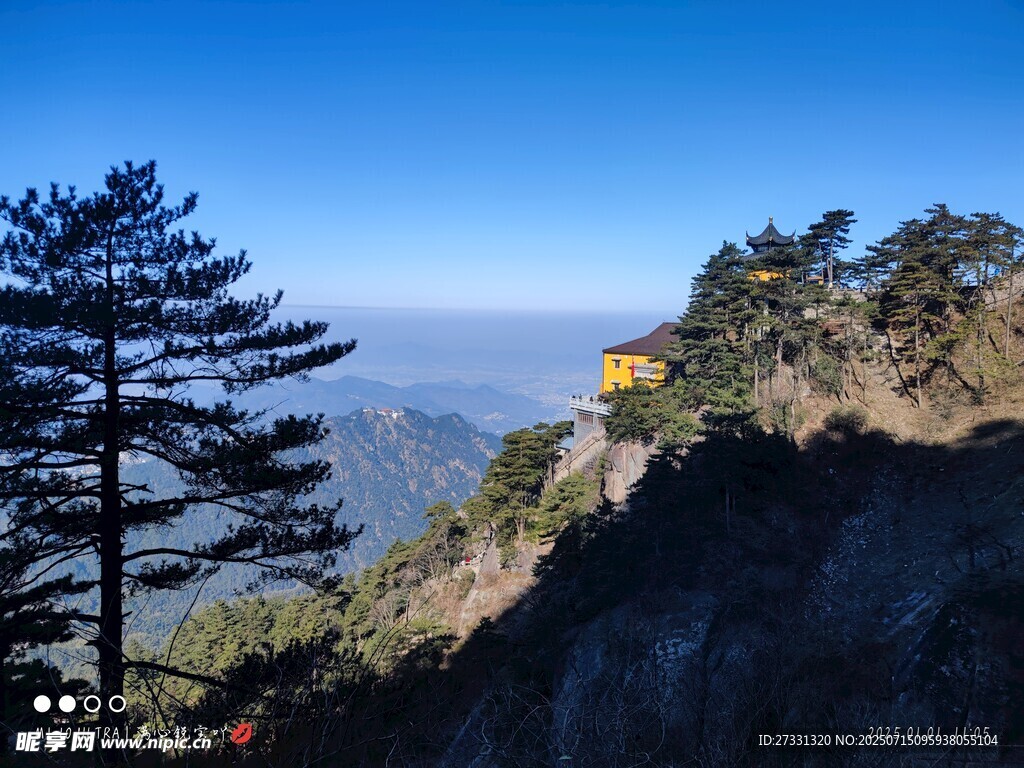 高山劲松景观