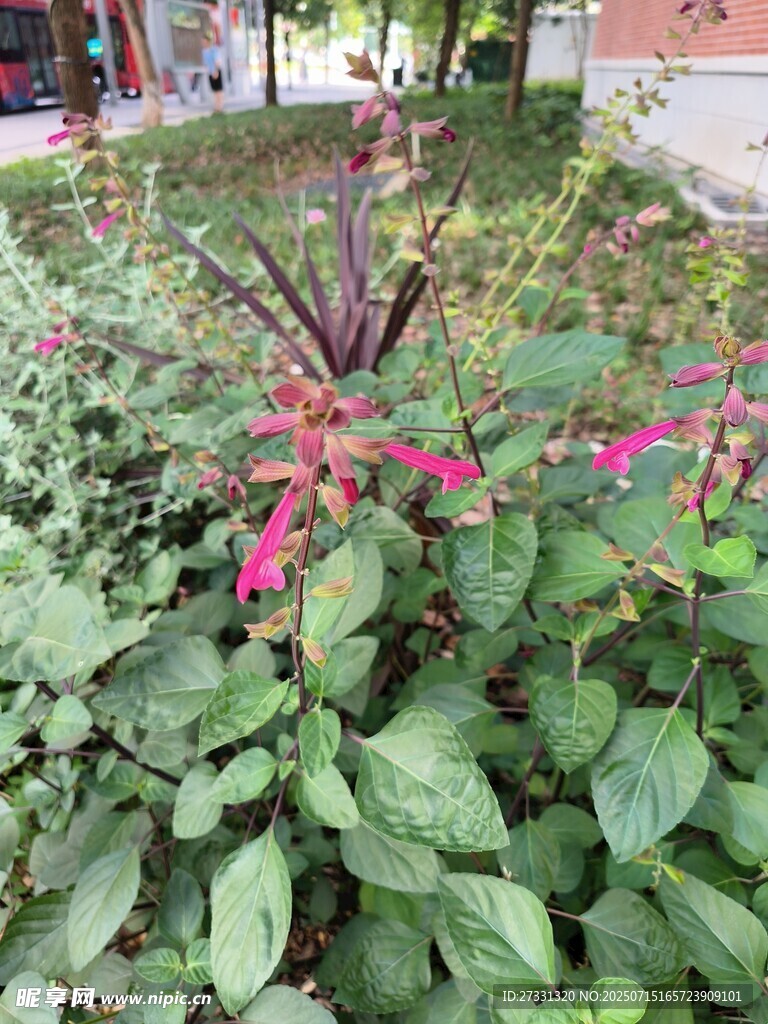 绿叶丛中的娇艳红花