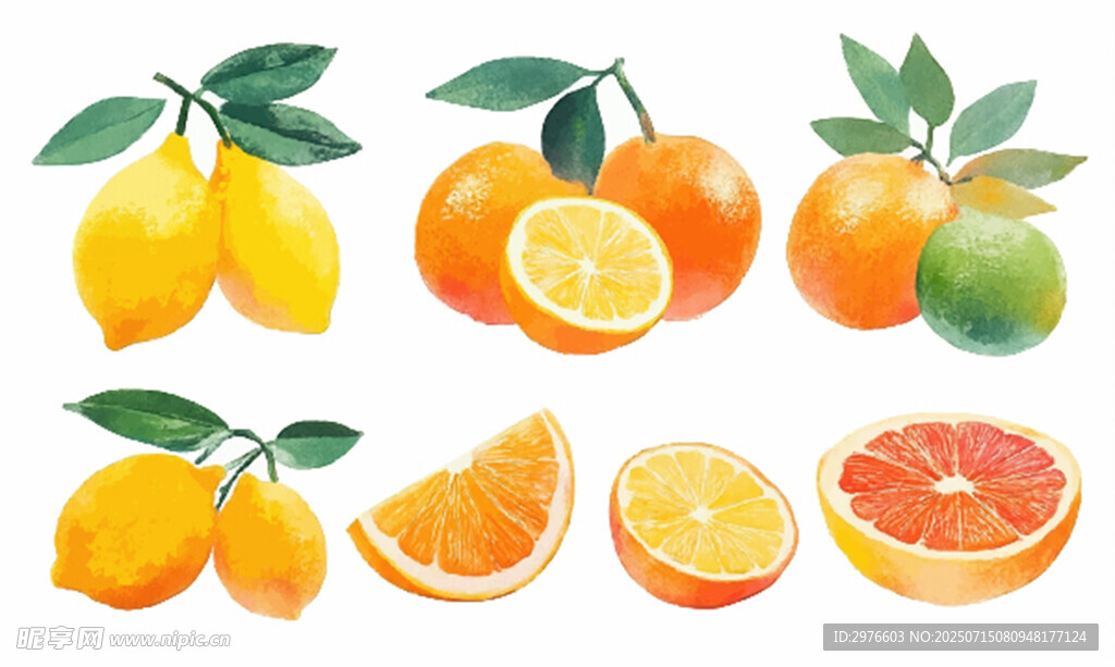 多彩柑橘类水果插画