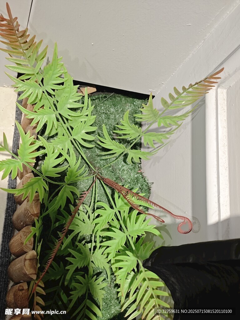 室内蕨类植物装饰景观