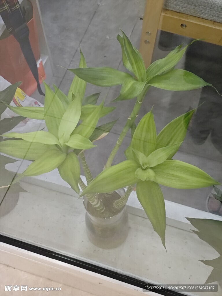透明花瓶中的翠绿植物