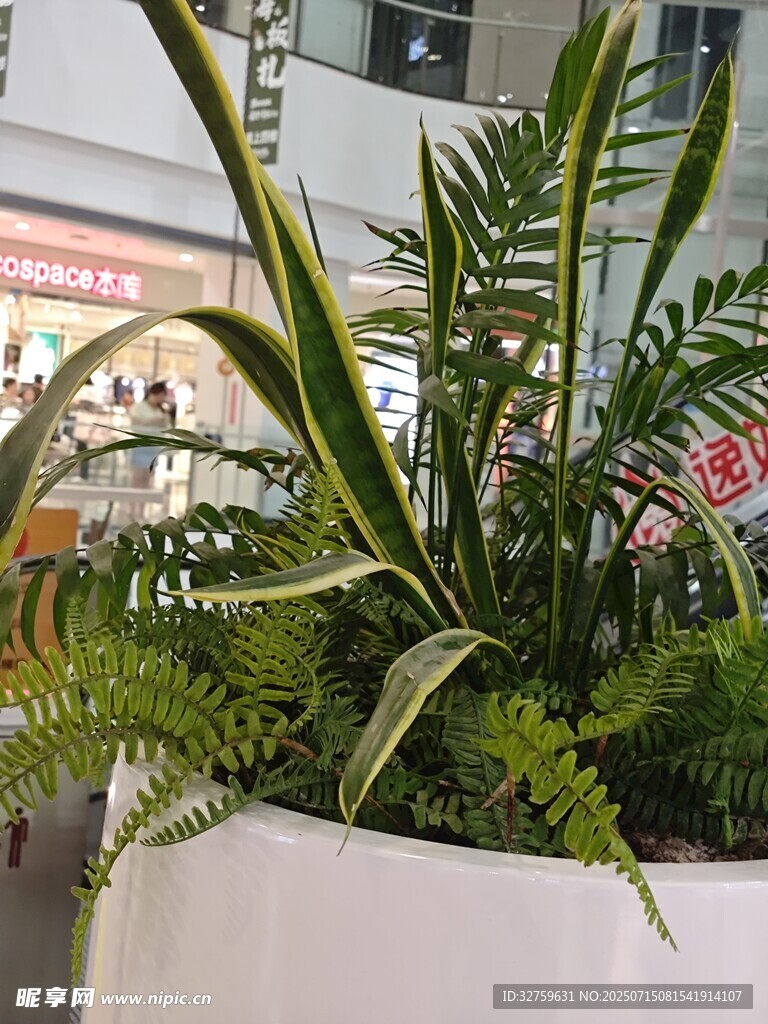 室内绿植盆栽展示
