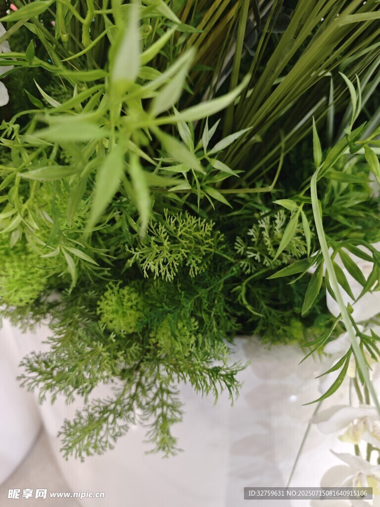 清新绿植盆栽特写
