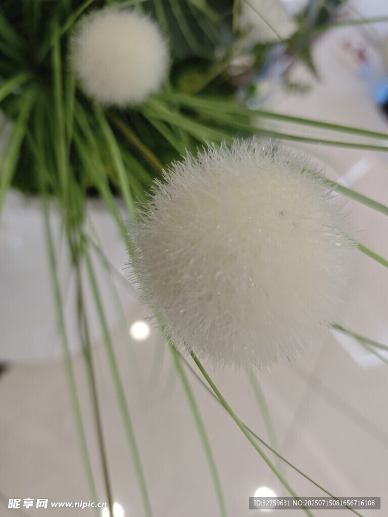 毛茸茸白色绒球植物特写
