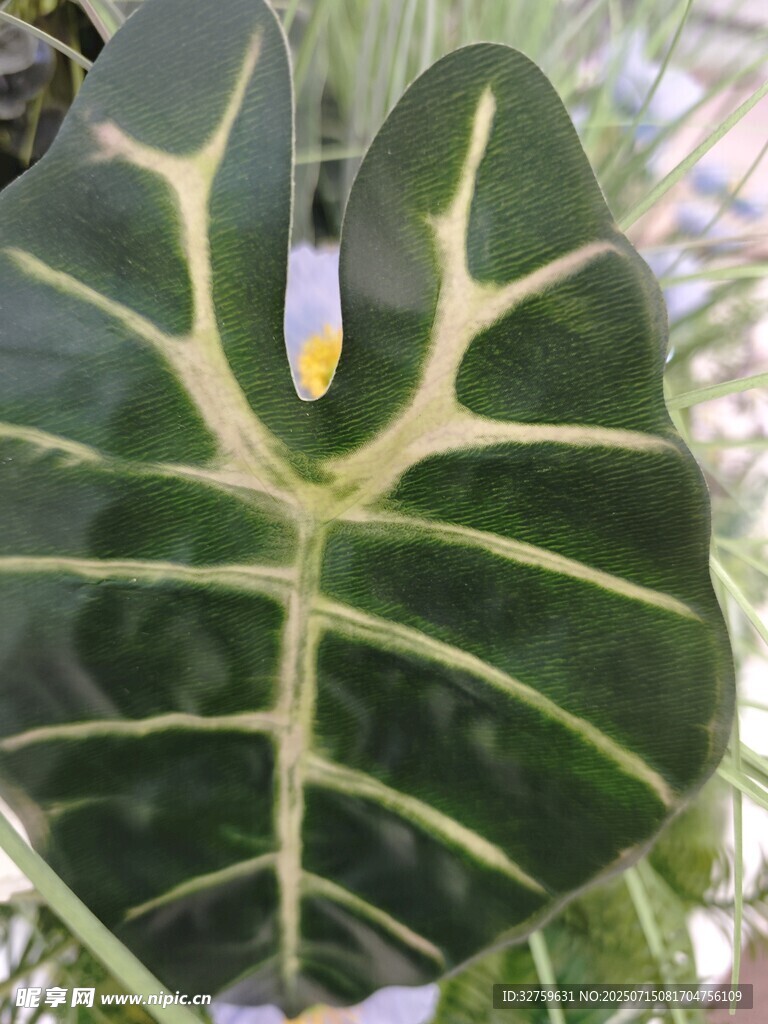 心形斑纹绿植特写