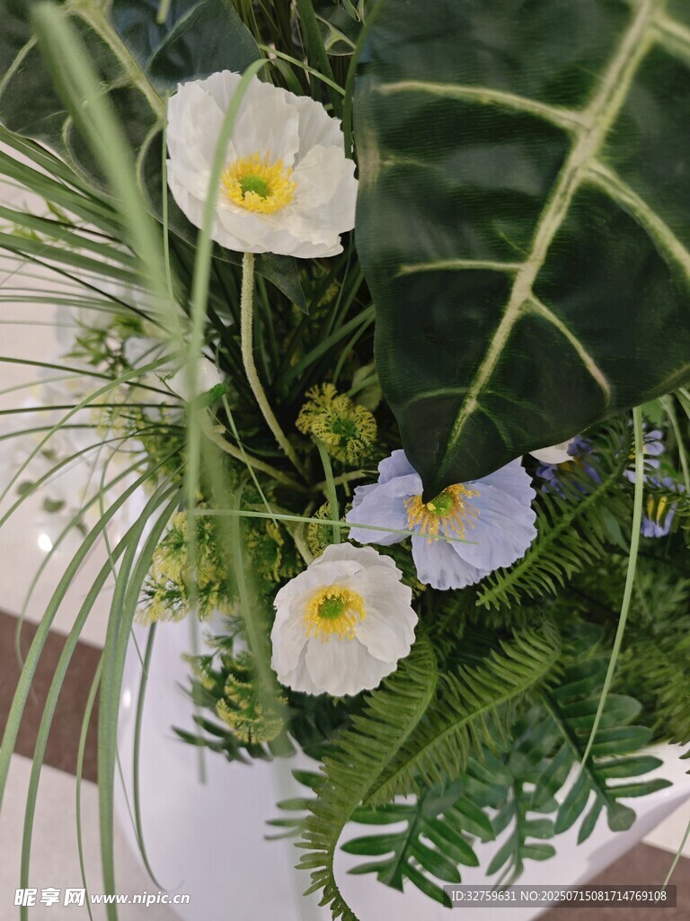 白色雏菊盆栽清新景致
