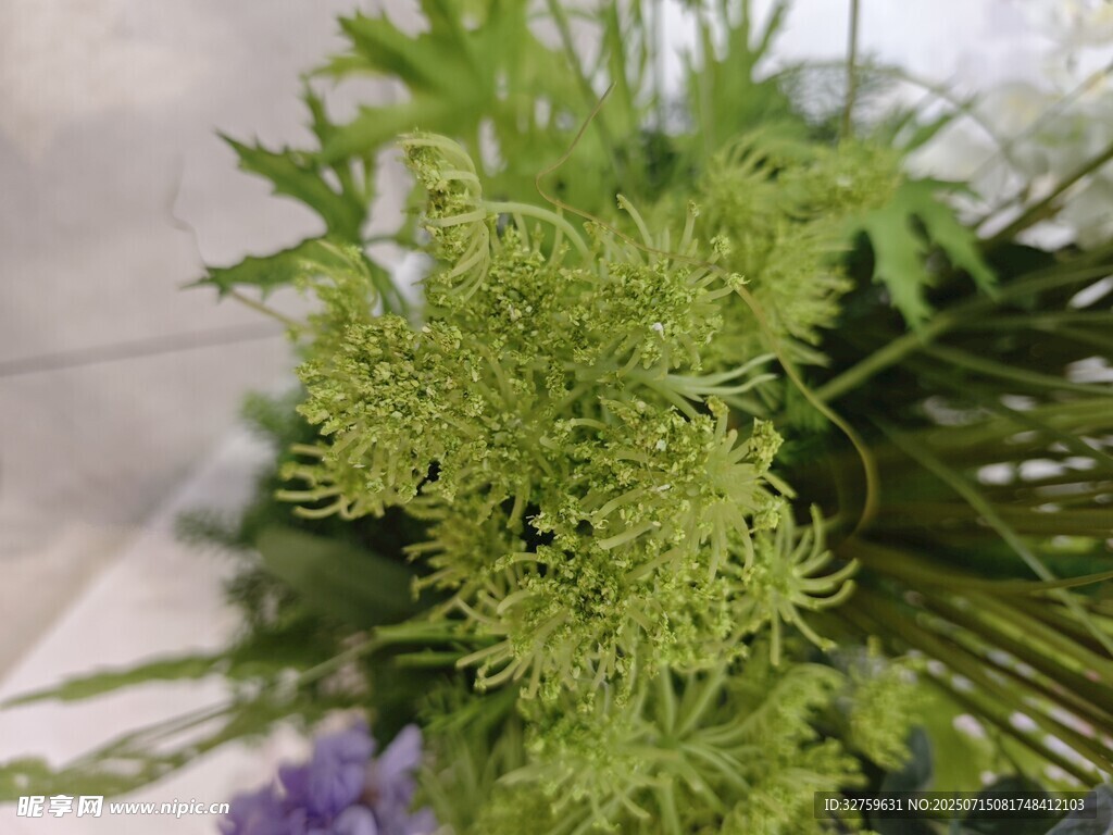 翠绿清新植物花卉特写