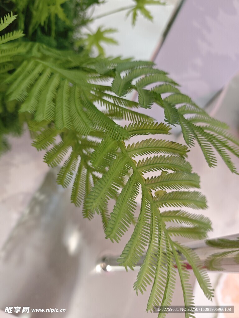 翠绿蕨类叶片特写