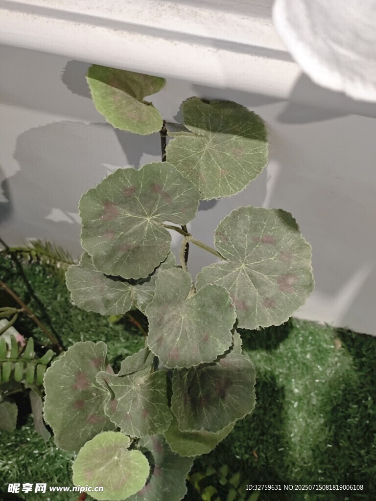 银叶植物特写