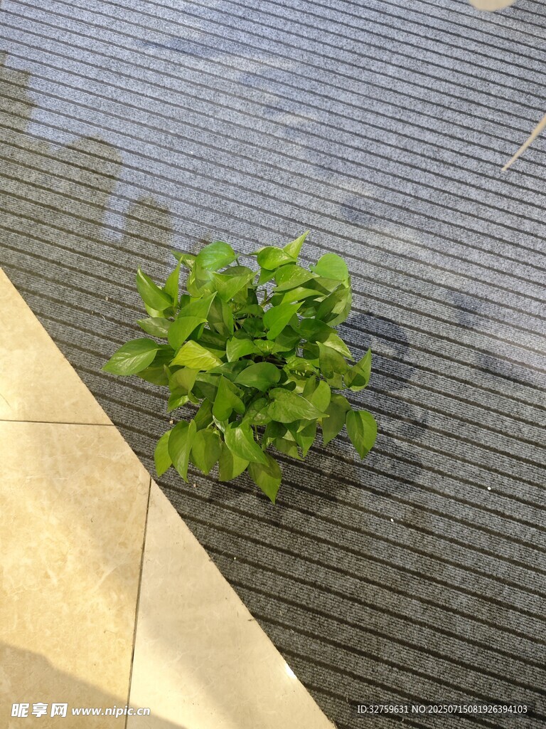 墙角绿植生机盎然