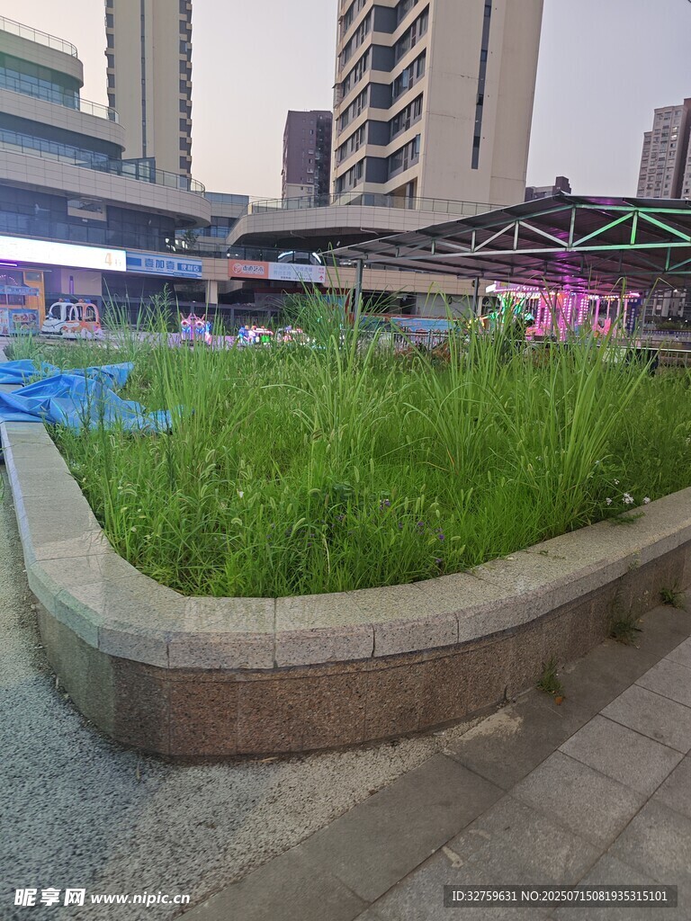 城市街边的绿植花坛