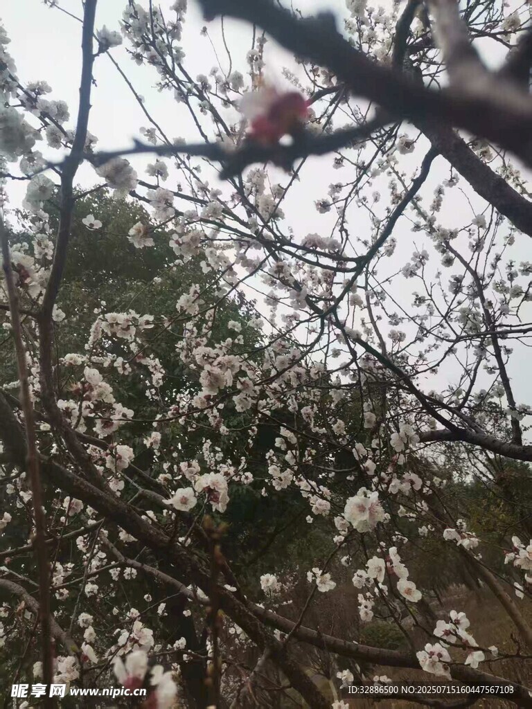 枝头繁花绽放