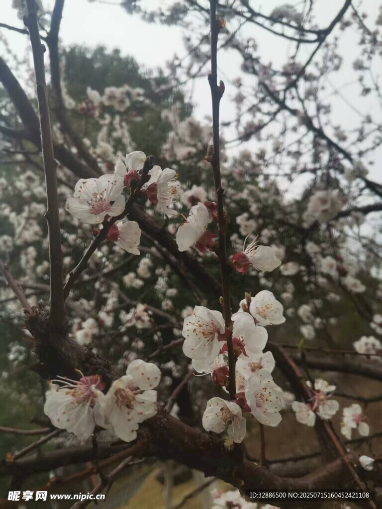 枝头绽放的粉嫩杏花