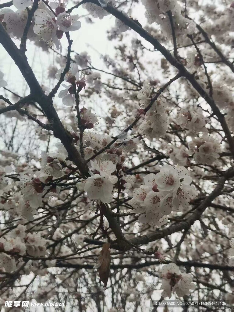 枝头绽放的美丽樱花