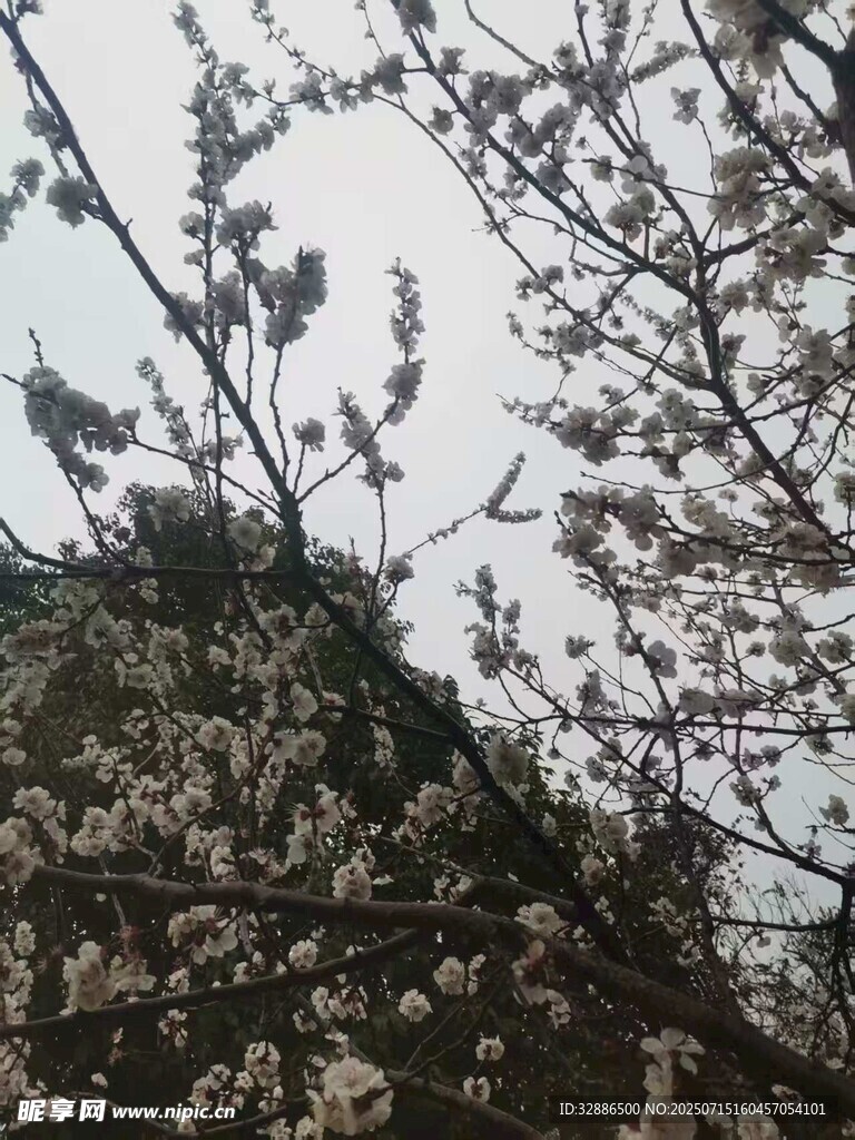 枝头繁花绽放