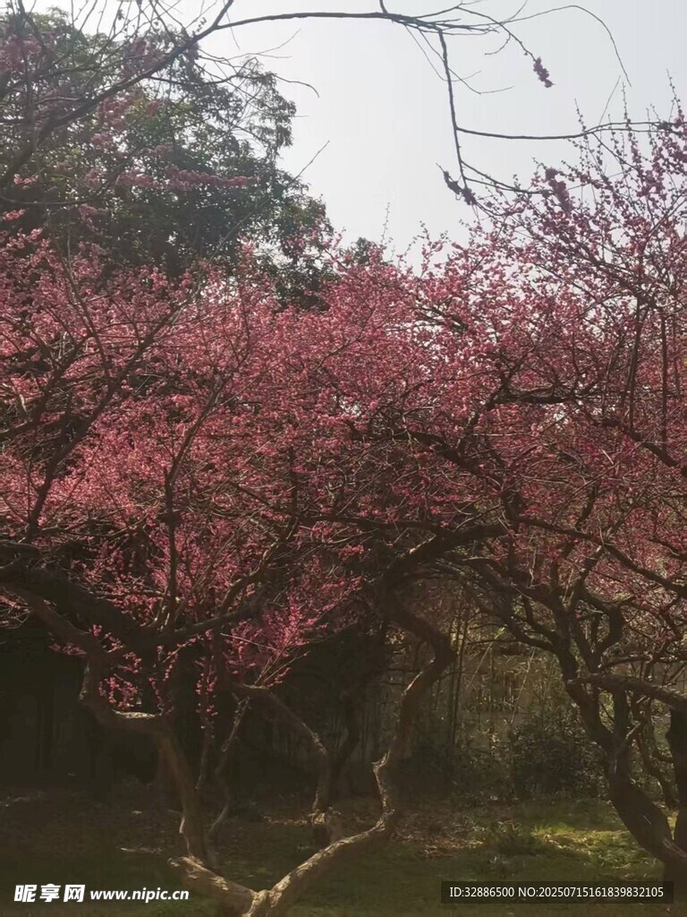 春日烂漫盛开的繁花美景