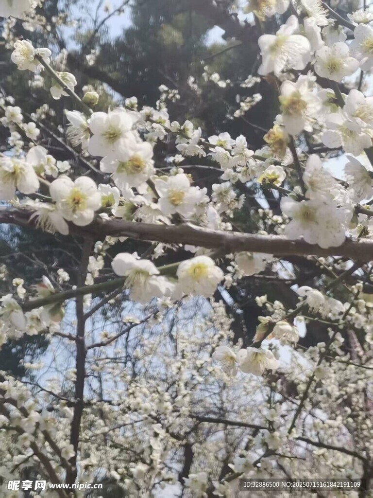 枝头绽放的洁白花朵