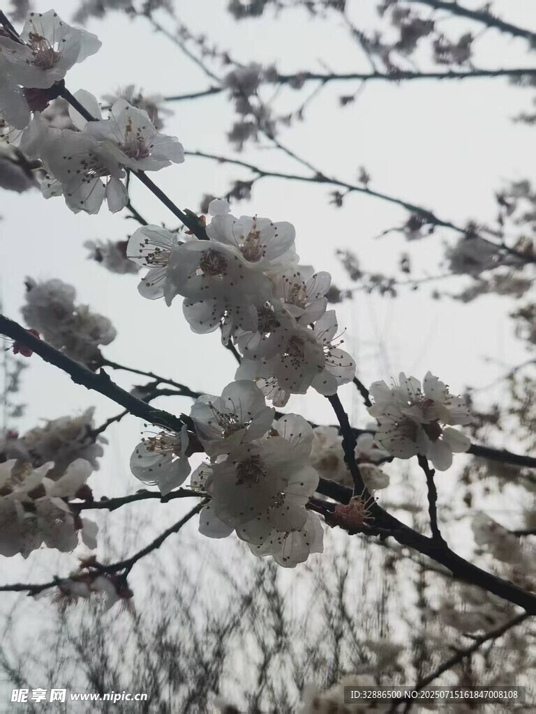 枝头绽放的美丽樱花