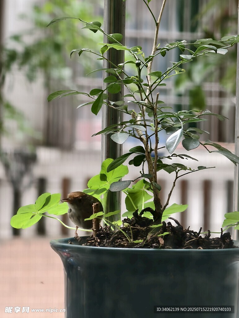 盆栽绿植